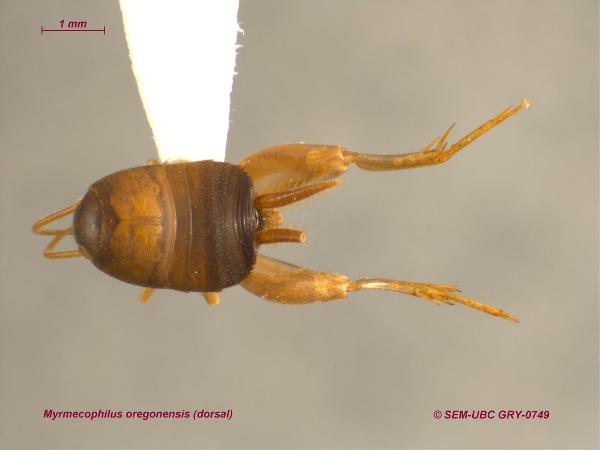 Photo of Myrmecophilus oregonensis by Spencer Entomological Museum